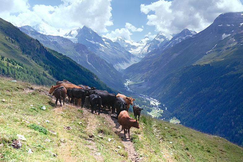 Photo vache Suisse