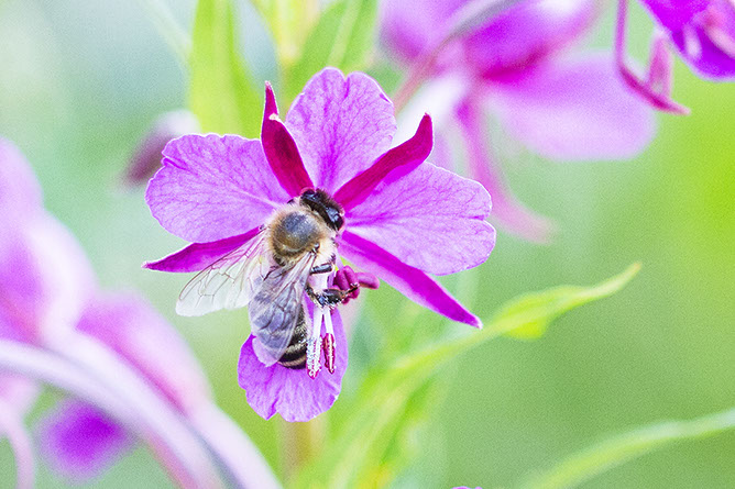 Photo abeille Suisse