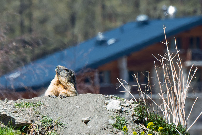 Photo Marmotte Suisse