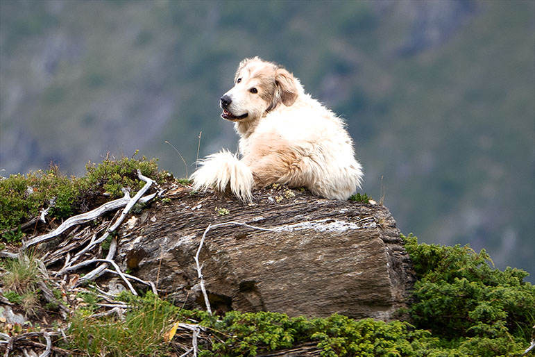 Photo chien de berger, Suisse.