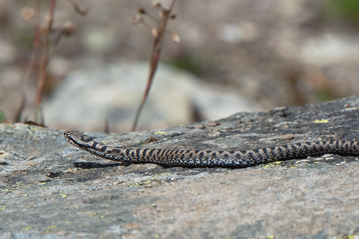 Photo serpent Suisse