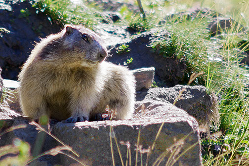 Photo marmotte, faune en Anniviers, valais, wallis.