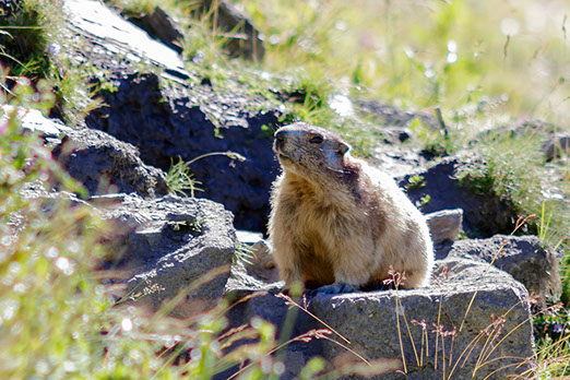 Photo marmotte, faune en Anniviers.