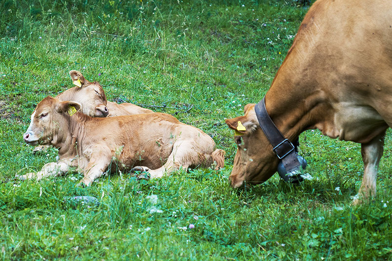 Photos vaches Suisse