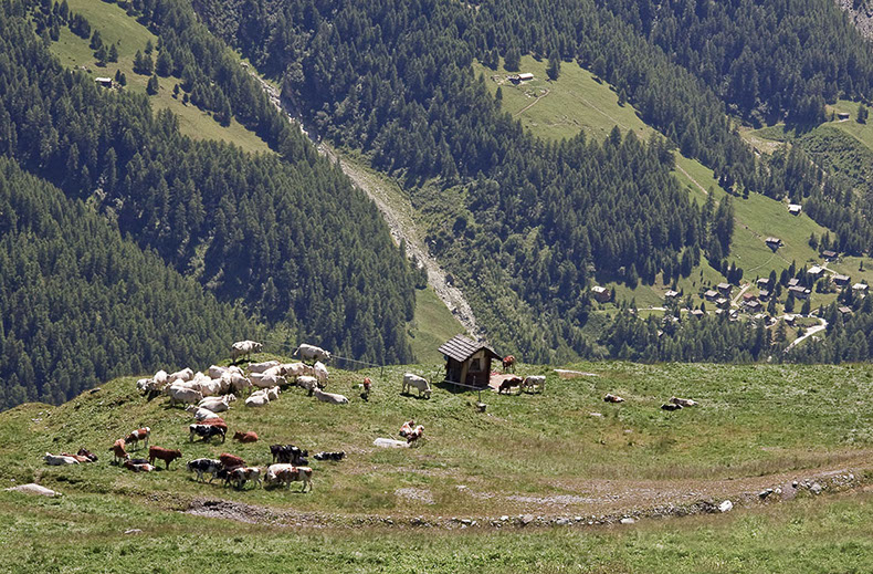 Photo bétail Suisse