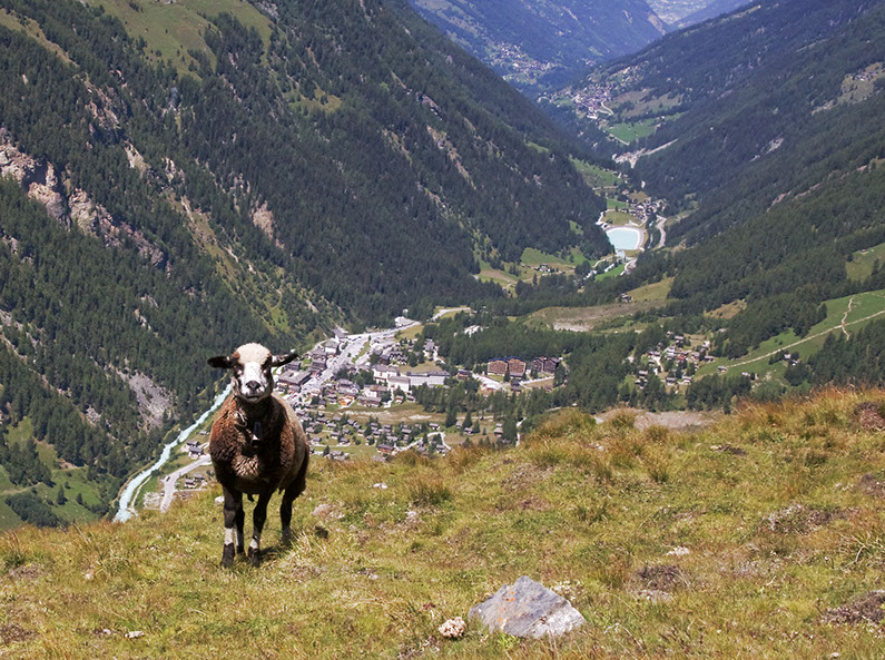 Photo mouton Suisse