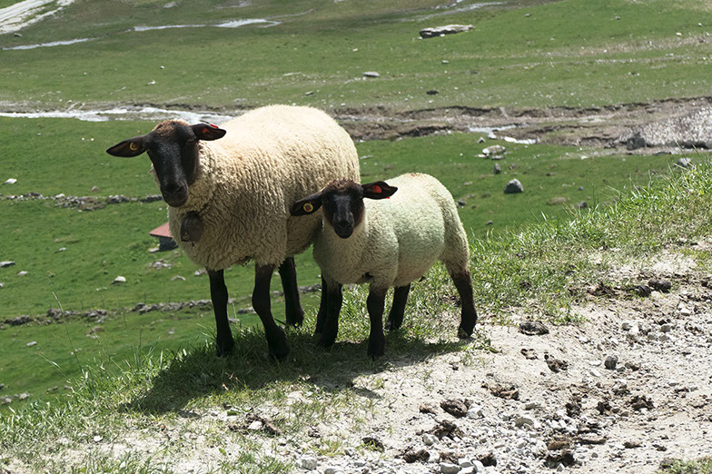 Photos mouton alpes