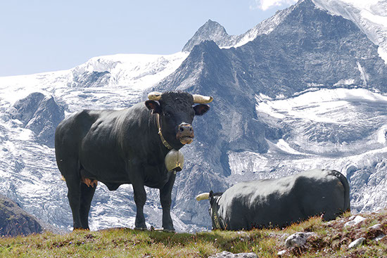 Photo vaches Suisse