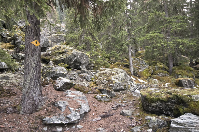 Forêt Suisse