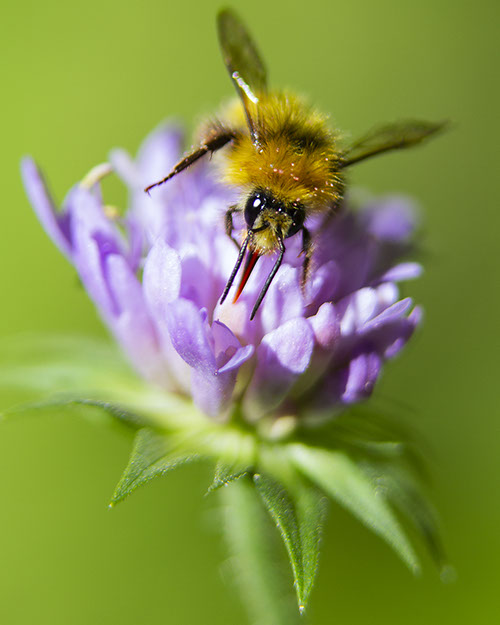 Photo abeilles Suisse