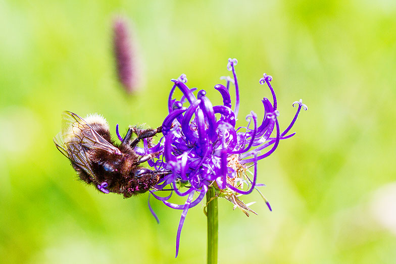 Photo abeille Suisse