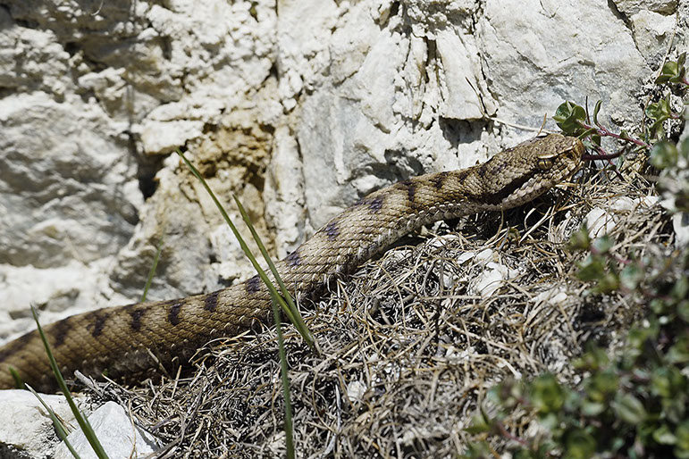 Photo serpent Suisse