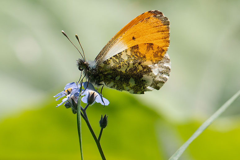 Photo papillon Suisse