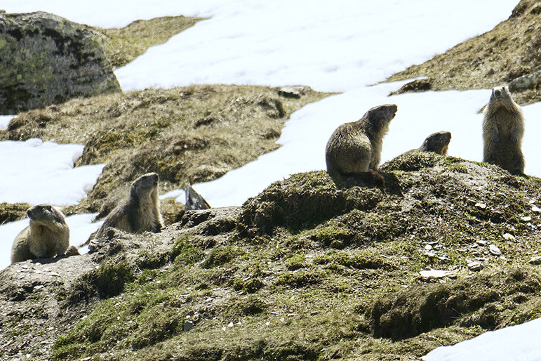 Photos marmottes Suisse
