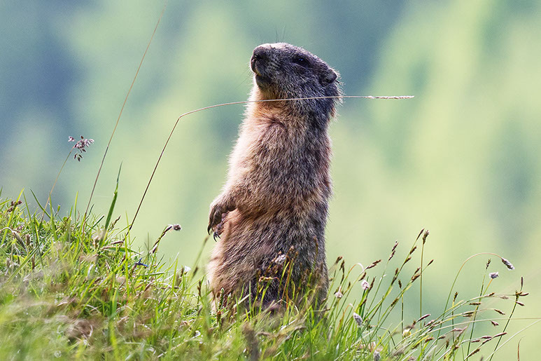 Photography marmot Switzerland