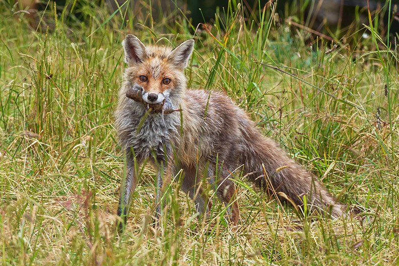 Photography fox Switzerland