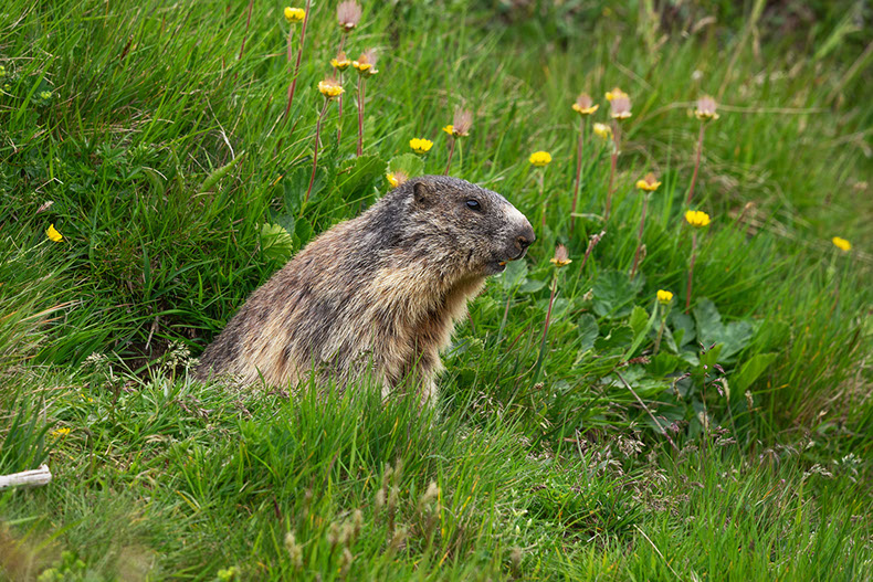 Photography marmot Switzerland