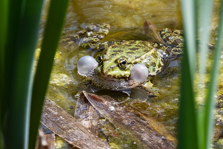 Laughing frog, photography Switzerland