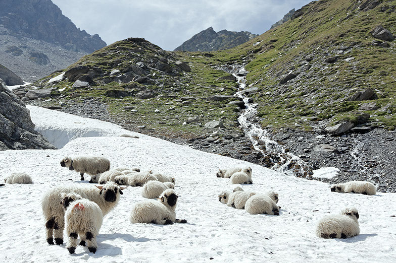 Photos moutons Suisse